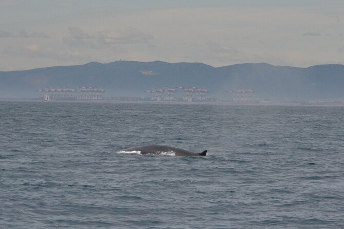 8-Hour Whale Watching in Barcelona - Key things I’d circle before you go