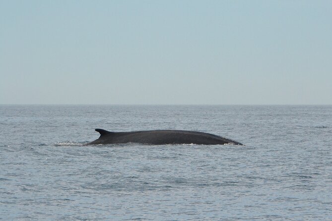 8-Hour Whale Watching in Barcelona - Why Whale Watching from Barcelona’s Port Olímpic Feels Special