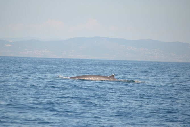 8-Hour Whale Watching in Barcelona - How Whale Spotting Techniques Actually Help You