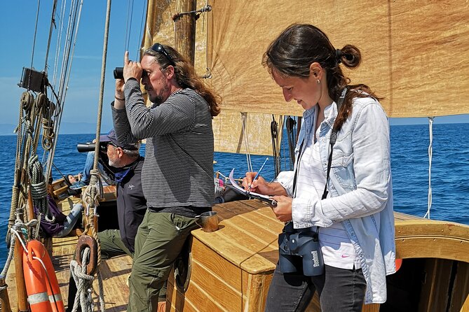 8-Hour Whale Watching in Barcelona - Wildlife Beyond Whales: Dolphins and Sunfish You Can Keep an Eye Out For