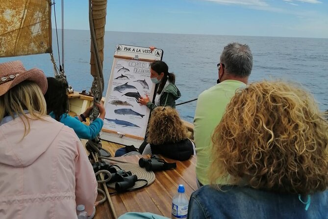 8-Hour Whale Watching in Barcelona - Sustainable Whale Watching Guidelines You’ll Feel, Not Just Hear
