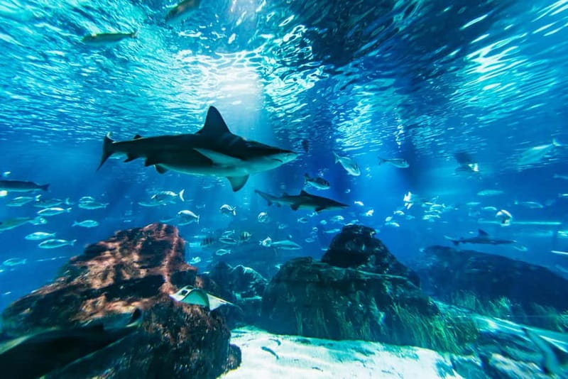 Barcelona Aquarium: Entry Ticket - Key things to know before you go