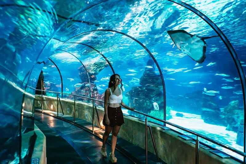 Barcelona Aquarium: Entry Ticket - The Oceanarium: walking under sharks (and how to enjoy it more)