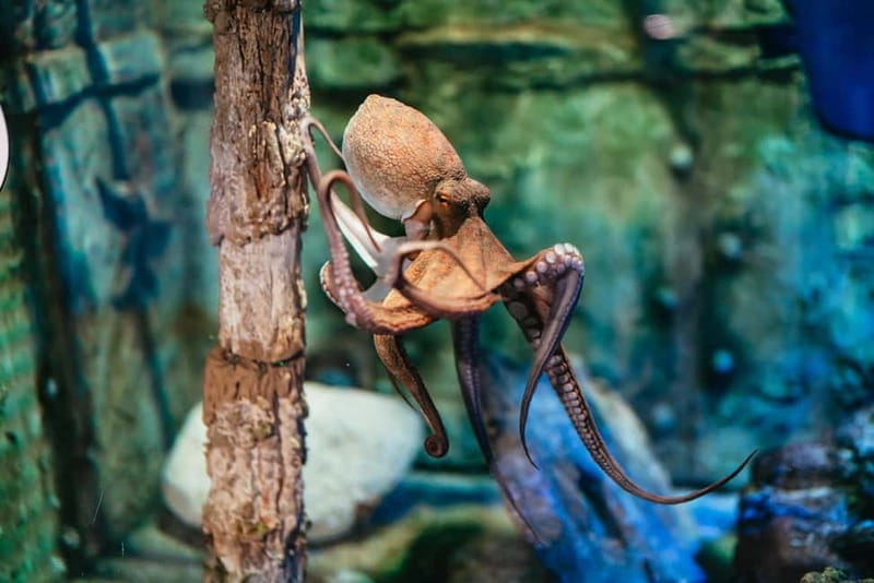 Barcelona Aquarium: Entry Ticket - The 30th anniversary transformation: tech, stories, and more hands-on moments
