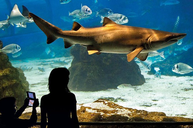 Barcelona Aquarium Skip the Line Ticket - Entering L’Aquarium de Barcelona: layout and first impressions