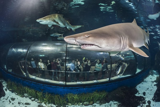 Barcelona Aquarium Skip the Line Ticket - The Oceanarium tunnel: sharks, eels, and a moving floor show