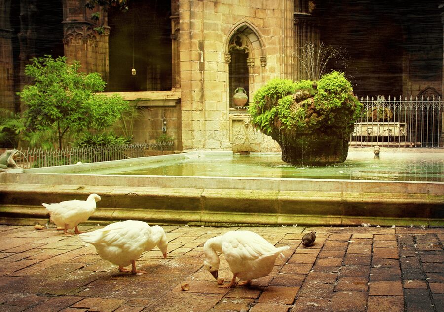Barcelona Cathedral: Ticket, Guided Tour and VR Experience - Who This Tour Fits Best (and Who Should Skip It)