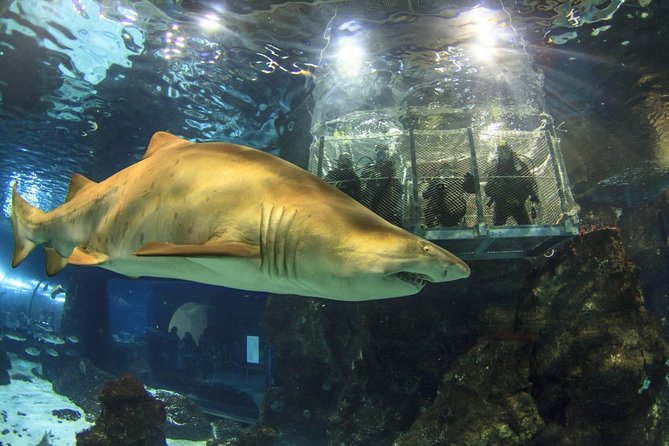 Barcelona City Tour Hop-On Hop-Off and Aquarium - Should You Book the Barcelona Hop-On Hop-Off and Aquarium?