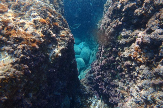 Barcelona Costa Brava Kayak, Snorkel & Cliff Jump Day Tour - Snorkeling in Clear Spots: What You Actually See Underwater