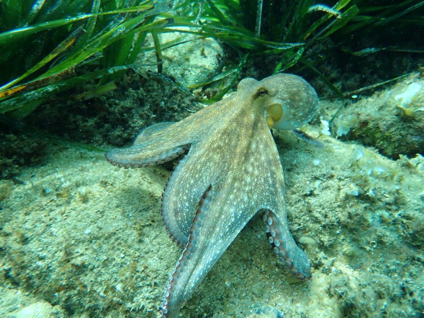 Barcelona: Costa Brava Kayak, Snorkel & Cliff Jump & Lunch - Snorkeling in the Med: How Visibility Affects What You See