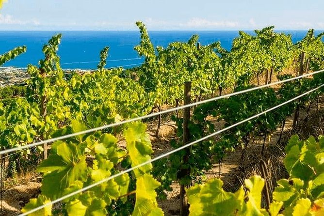 Barcelona eBike Beach Private Tour to Vineyards & Picnic - Inside El Bouquet d’Alella: cellars, the winemaker chat, and 4 wines