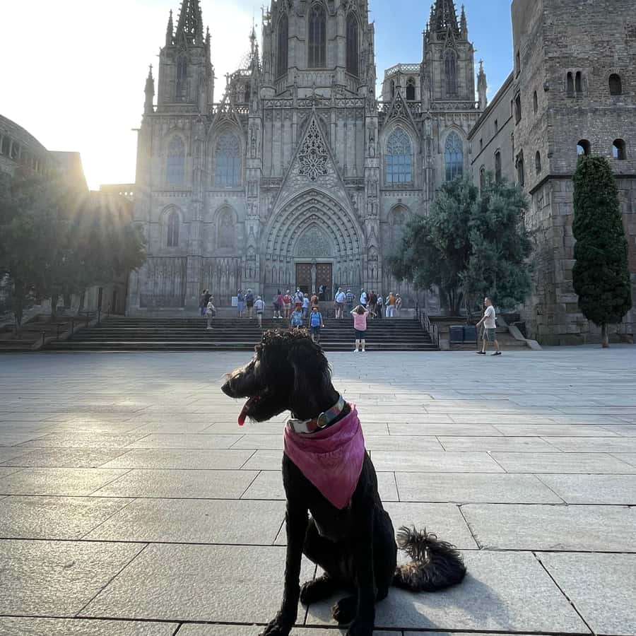 Barcelona: Hidden Gems Walking Tour with a Local & Dog - El Born snack stop at Brunells, why this break feels worth it
