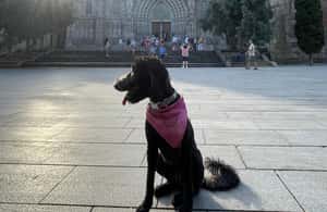 Barcelona: Hidden Gems Walking Tour with a Local & Dog - Timing and pace: 150 minutes that fit most travel days