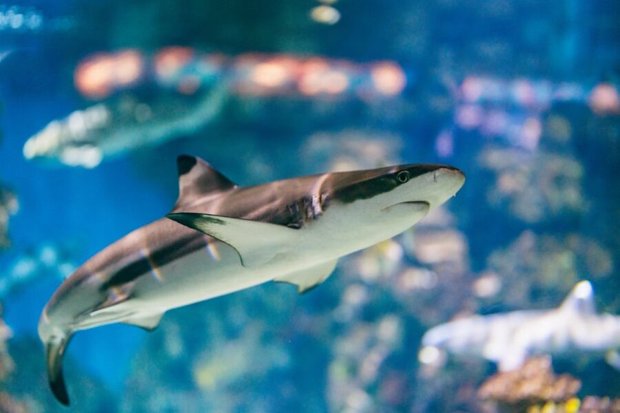 Barcelona: Hop-On Hop-Off Bus & Aquarium Tour - Should You Book This Barcelona Hop-On Hop-Off and Aquarium Combo?