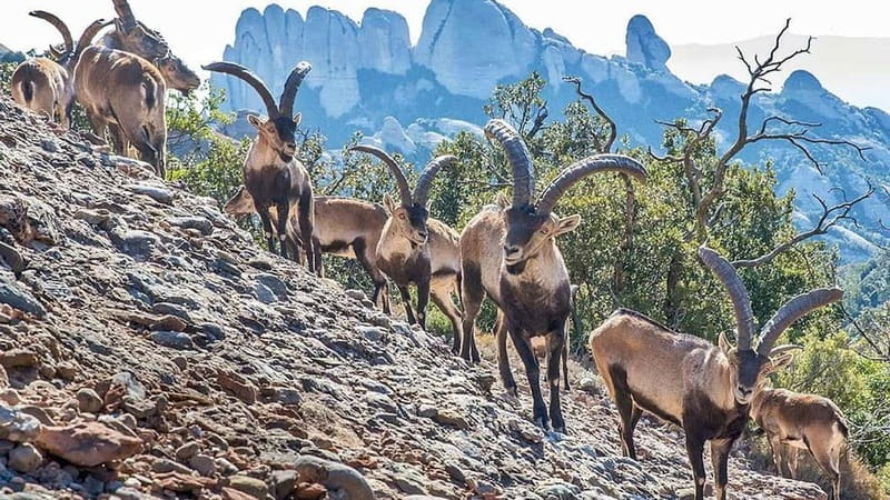 Barcelona: Montserrat Monastery and Natural Park Day Trip - La Moreneta and the Black Madonna: the spiritual highlight (when selected)