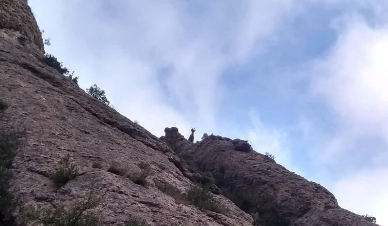 Barcelona: Montserrat Monastery and Natural Park Guided Tour - Time Back at the Monastery, Plus a Food Market Moment