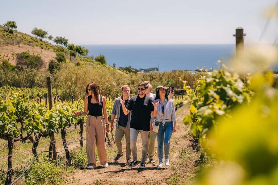 Barcelona: Sailing Cruise & Vineyard Tour with Wine Tasting - Catalan brunch: tapas style, not a full lunch