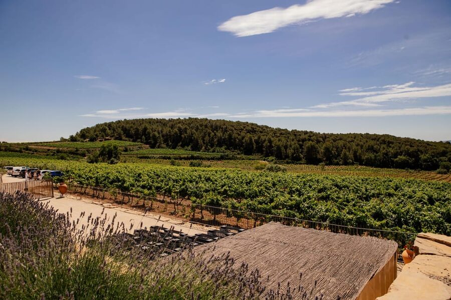Barcelona: Vineyard Horseback Riding & Wine Tasting + Tapas - Who this tour is best for (and who should skip it)
