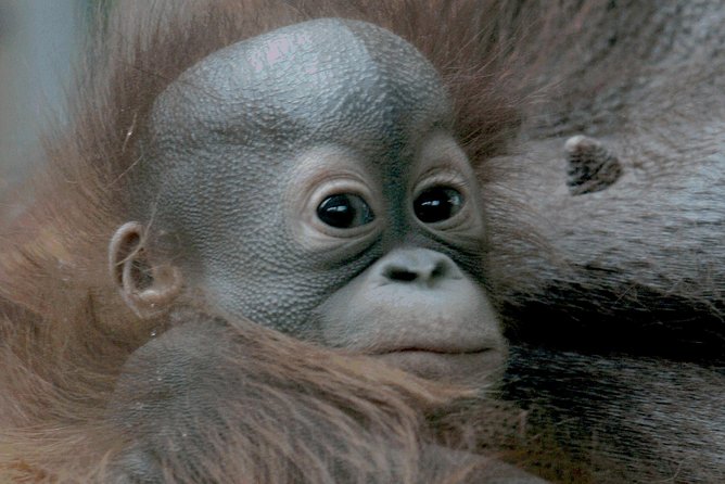 Barcelona Zoo Entrance Ticket - Big cats, hippos, and the Spain-native twist