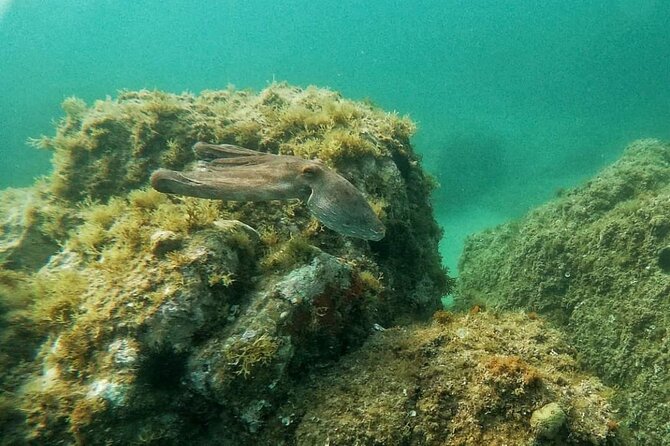 Costa Brava: Scuba Diving Tour, Lunch and a Visit to Tossa de Mar - Beachside Mediterranean Lunch With Sea Views