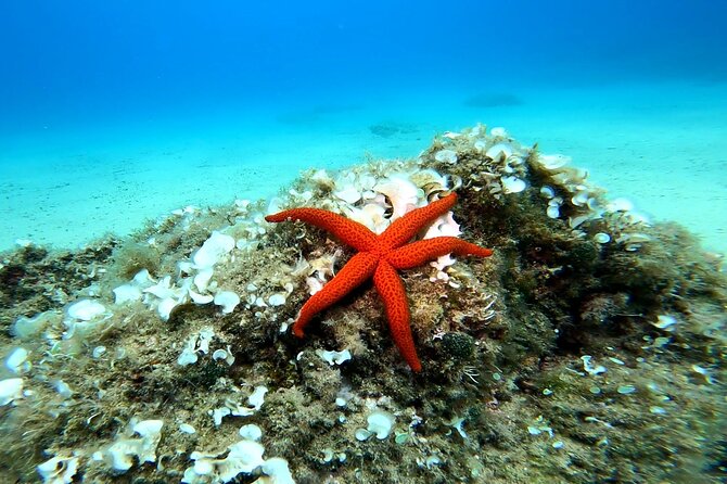Costa Brava: Scuba Diving Tour, Lunch and a Visit to Tossa de Mar - Timing and How the Day Usually Unfolds