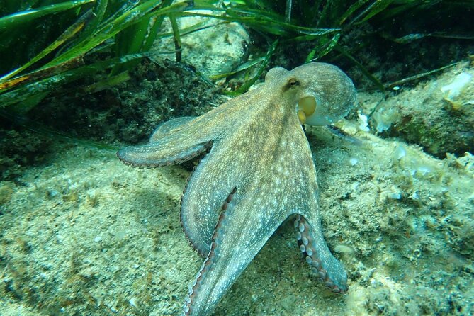 Explore Costa Brava & Tossa de Mar Coastal Trails, Snorkel & Meal - Costa Brava in one day, without the usual stress
