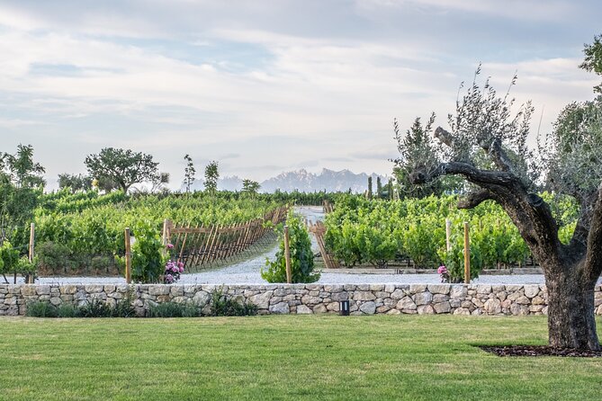 Familia Torres Winery: Gastronomic Tapas & Wine Experience - Price and value: why $151.23 can make sense