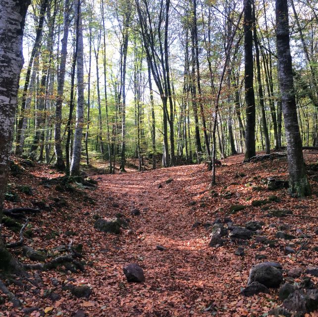 From Barcelona: Medieval Villages and Volcanic Hiking Tour - The Guide Experience: Why Small Groups Feel Better Here