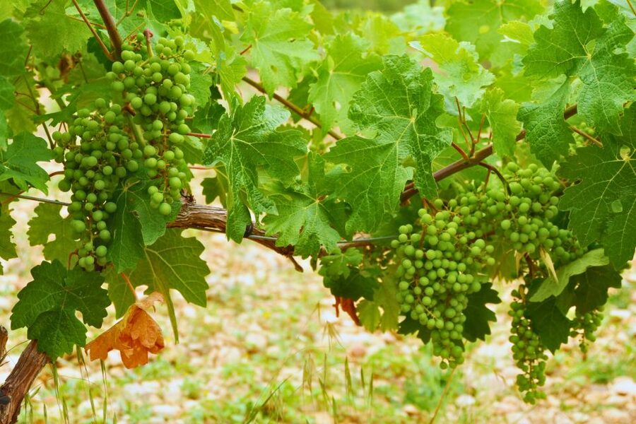 From Barcelona: Priorat's Exclusive Cellars, Wines & Nature - Lunch with wine pairing, where the region story turns into food