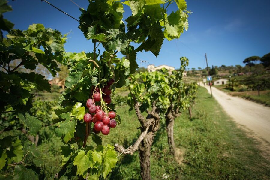 From Barcelona: Sailing and Wine Tasting Experience - Why Alella is a smart wine choice from Barcelona