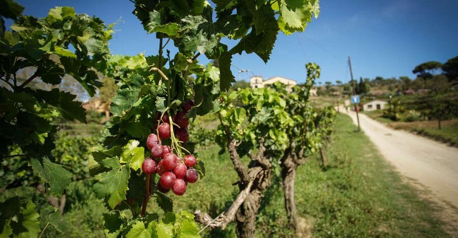 From Barcelona: Sailing and Wine Tasting Experience - The sommelier wine tasting of 3 wines, paired with food