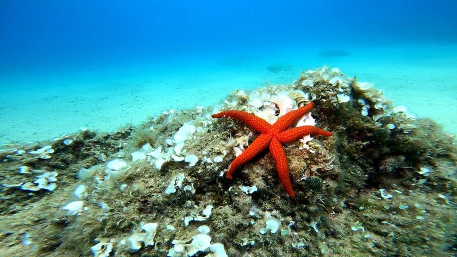 From Barcelona: Tossa de Mar Scuba Diving and 3-Course Meal - Getting from Barcelona to Tossa de Mar without the headache