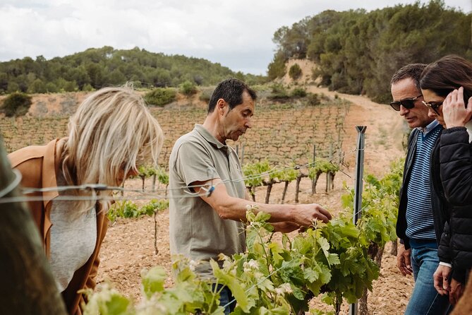 Full-Day Trip Barcelona to Montserrat Monastery & Cava Winery - The cava winery stop: what a family-run visit adds