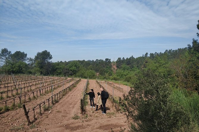 Half Day Private Wine & Oil Tasting Tour near Barcelona with hotel pick up - The Real Value: Private Comfort, Local Guides, and No “Where Do We Go Next?”