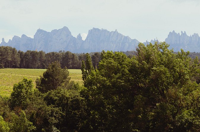 Montserrat & Boutique Winery with Catalan Brunch | Private Tour - The Winery Choice: Finca Ca n’Estella or Oller del Mas