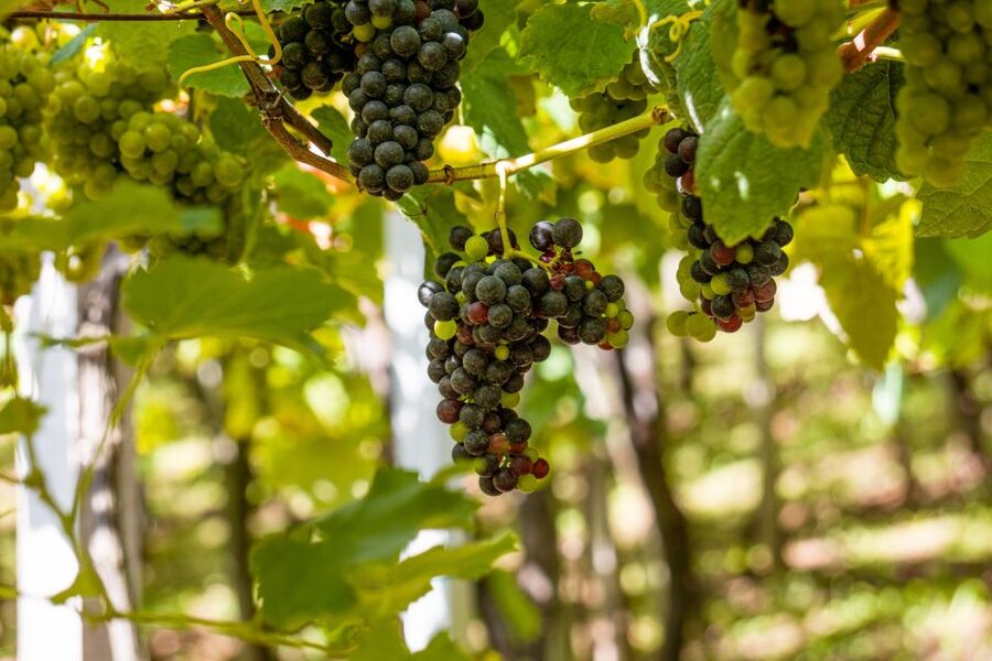 Montserrat & Cava Wineries Day Trip from Barcelona w/ Pickup - Key things you’ll enjoy most