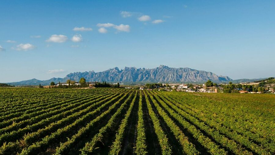 Montserrat & Cava Wineries Day Trip from Barcelona w/ Pickup - Vins El Cep and the family cellar: traditional method in real stone