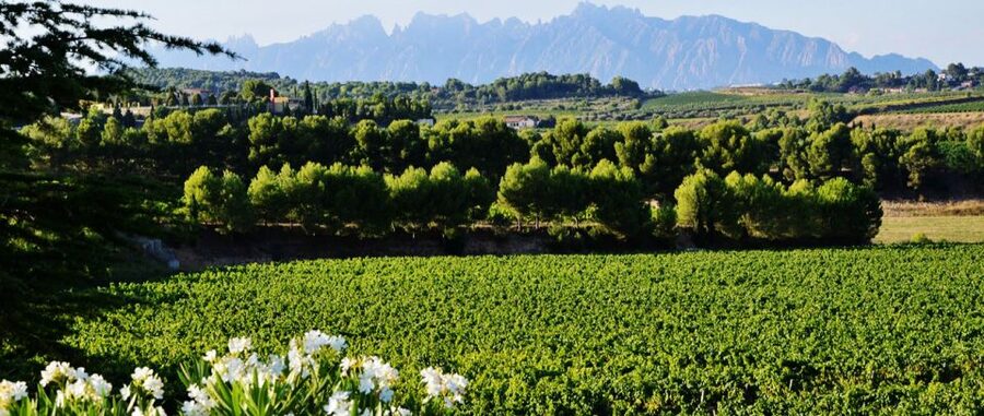 Montserrat: Private Half-Day Tour from Barcelona - Who this Montserrat half-day fits best