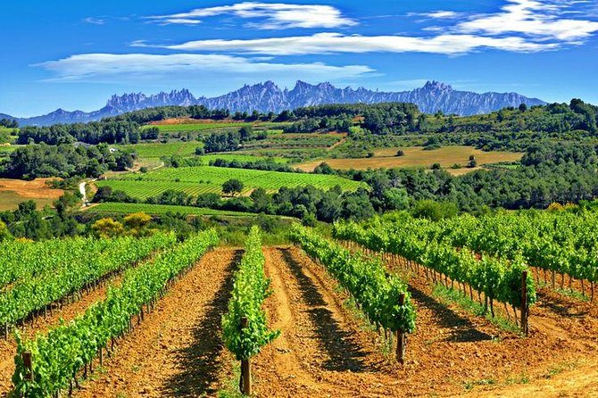 Montserrat,Vineyard, Wine Tasting Small Group Tour & Hotel Pickup - Montserrat Museum Option: If You Want Art and More Time Indoors