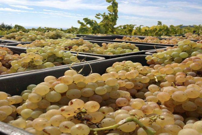 Private Breakfast Winery Experience - Private Wine Tasting Tour - Breakfast at a 14th-century farmhouse garden: comfort before the pour