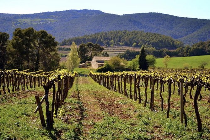 Private Montserrat Tour, Wine Taste & Local Lunch from Barcelona - The Private Transport Advantage (And Why It Changes Your Day)