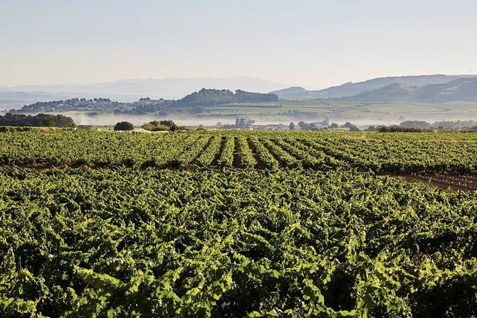 Private Tour: Top Three Organic Wineries & Local Lunch Included - Stop 4: Sant Marti Sarroca and Montserrat views with old vines