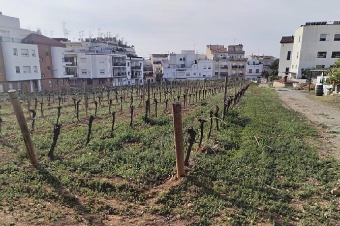 Sitges sailing, walking and winery tour - Sitges by sea and on foot: why this combo works