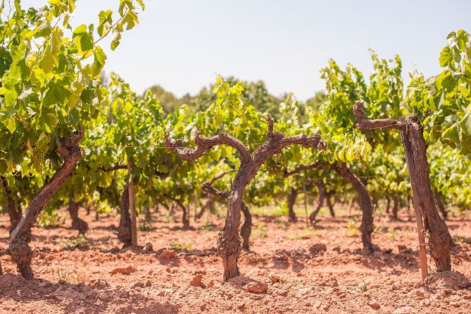 The Essence of Priorat | Private Wine Tour from Barcelona - Two cellar visits and up to 8 tastings that actually compare