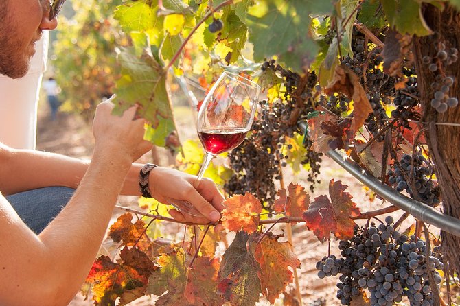 The Essence of Priorat | Private Wine Tour from Barcelona - Castlexperience stop: where the day starts like a proper wine expedition