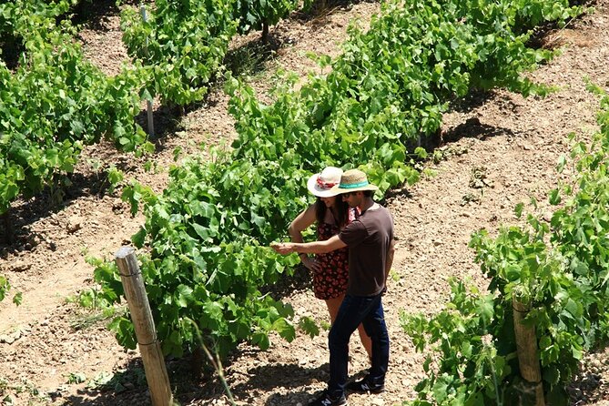 Viticulture and Wine-Tasting 3-Hour Trip from Barcelona - The vineyard and viticulture lesson: what to listen for
