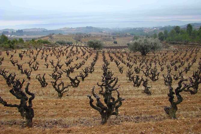 Viticulture and Wine-Tasting 3-Hour Trip from Barcelona - From the meeting point to the vines