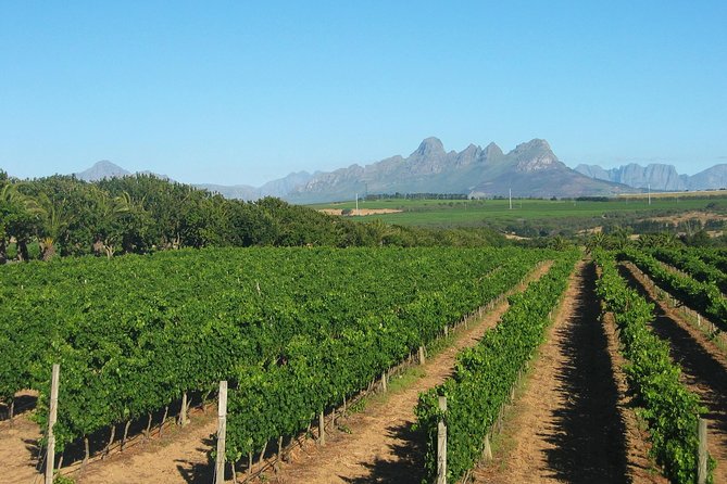 Wine & Cava Penedes Tour: Wineries, Wine Tasting and Tapas - A 6-Hour Penedés Day That Actually Feels Doable