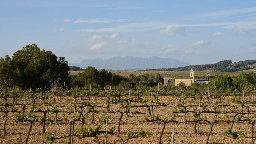 Your Cava, Your Story – Wine workshop experience at Artcava - Why This 2-Hour Cava Workshop Works for a Barcelona Day Trip